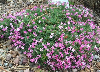 Asperula sintenisii 